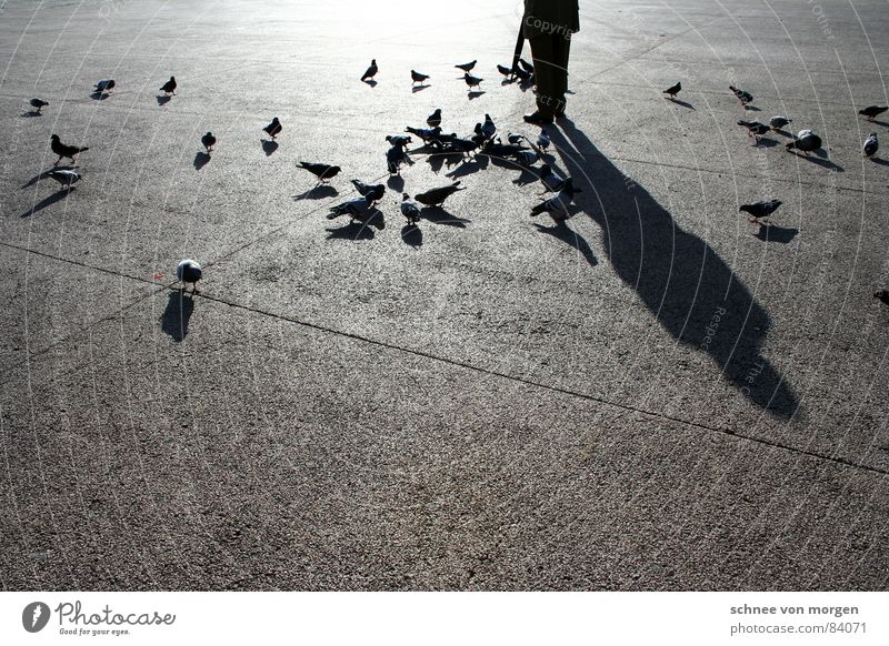 Pigeon Summoner I. Senior citizen Feeding Umbrella Physics Black Brunch Contentment Break Calm To feed Bird Retirement pension Shadow Winter Sincere