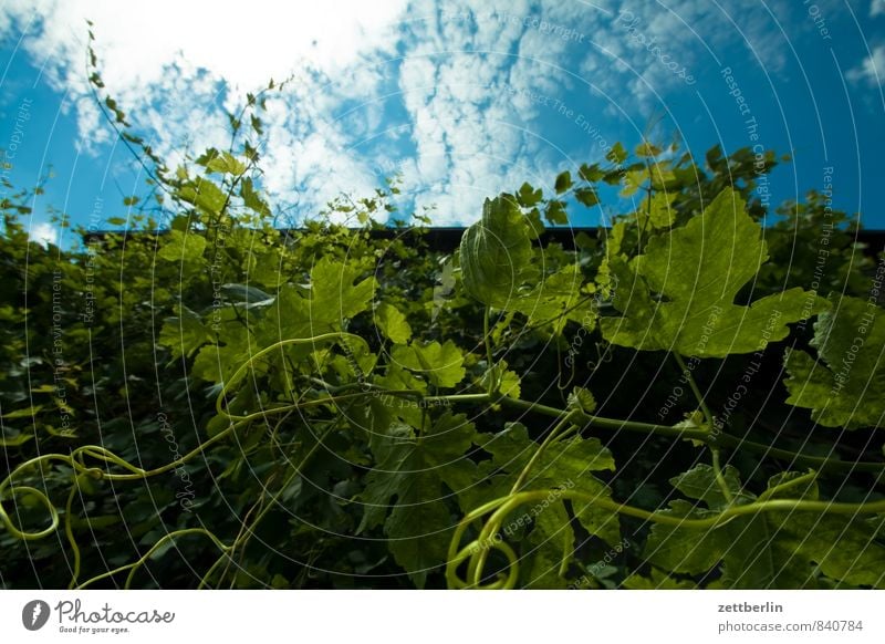 Wine Vine Vine tendril Tendril Growth Plant Foliage plant Creeper Copy Space Sky Clouds Worm's-eye view Summer Leaf Branch Twig Winery Grape harvest