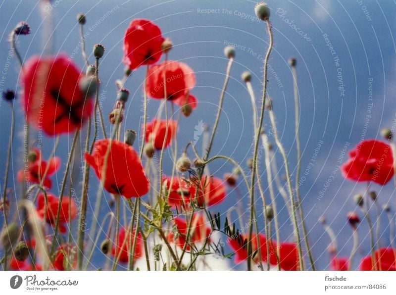 in the poppy field Poppy Red Flower Field Worm's-eye view Sky Blue sky Perspective Flower meadow Meadow Blossom Grass Summer in nature Nature flowers Opinion