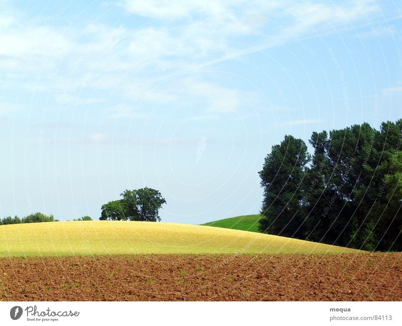 arable gold Plow Field Tree Forest Horizon Sun Shadow Progress Hill Meadow Yellow Brown Green Agriculture Beige Earth Environment Clump of trees Vantage point