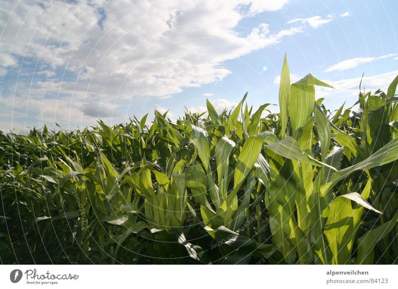 maize field Maize field Field Green Clouds Vegetable Summer Sky