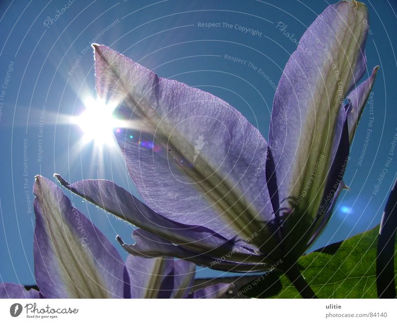 sunshine Violet Flower Summer Plant Happiness Good mood Spring Blossom Elated Celestial bodies and the universe Clematis Sky Sun Garden Blue Star (Symbol)