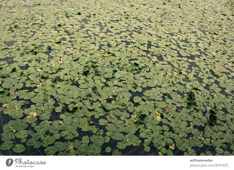 Sea of water lilies Tourism Trip City trip Summer Summer vacation Nature Plant Beautiful weather Rose Foliage plant Lakeside Love Yellow Green Loyalty Romance
