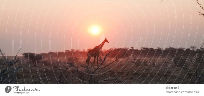 Giraffe in the wild Nature Landscape Plant Animal Sky Sun Beautiful weather Warmth Grass Bushes 1 Esthetic Exotic Far-off places Gigantic Kitsch