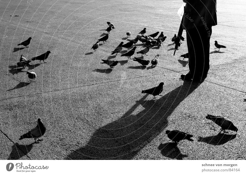 Pigeon summoner II. Senior citizen Feeding Umbrella Physics Black Brunch Contentment Break Calm To feed Bird Retirement pension Shadow Winter Sincere Sunset