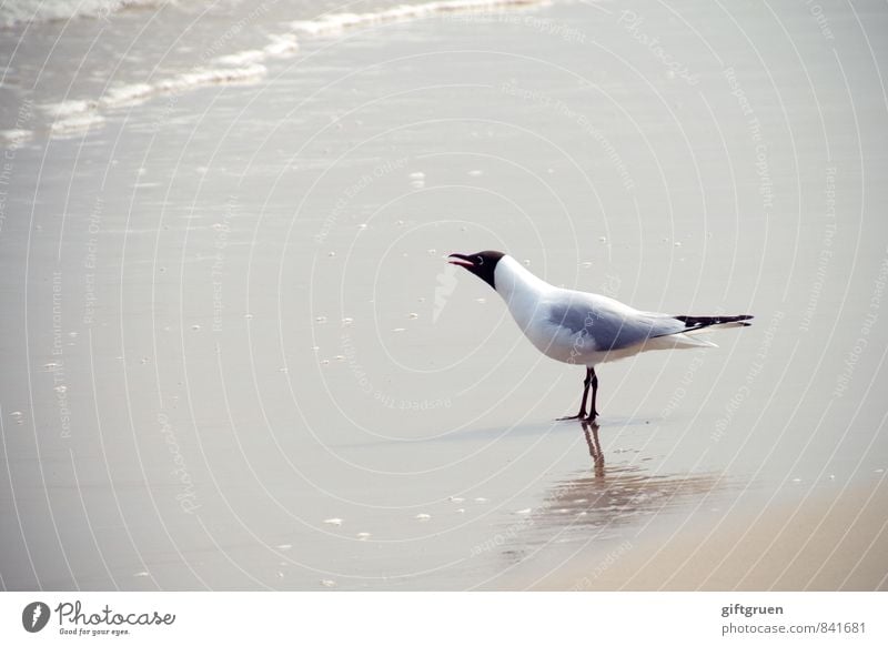 "cure, and don't forget the fish!" Environment Nature Landscape Elements Sand Water Waves Coast Beach Ocean Animal Bird 1 Scream Seagull Black-headed gull  Beak
