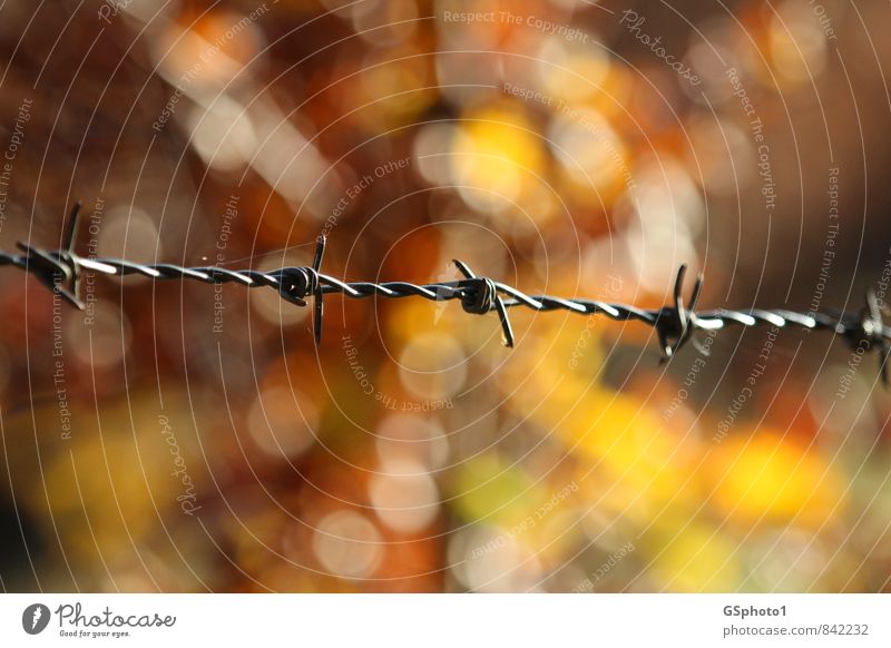 On the border of autumn Autumn Beautiful weather Glittering Barbed wire Border light points Autumnal colours Cobwebby Barrier change of seasons Almabtrieb