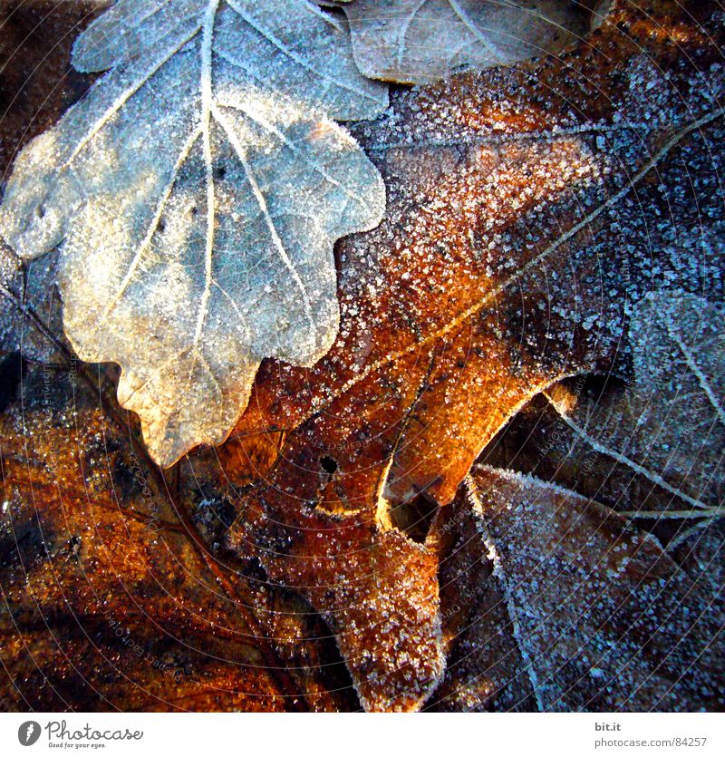 Ice Age Winter Snow Environment Plant Sunlight Autumn Climate Frost Fresh Cold Brown Moody Maple tree Early fall Autumn leaves Autumnal Autumnal colours Frozen