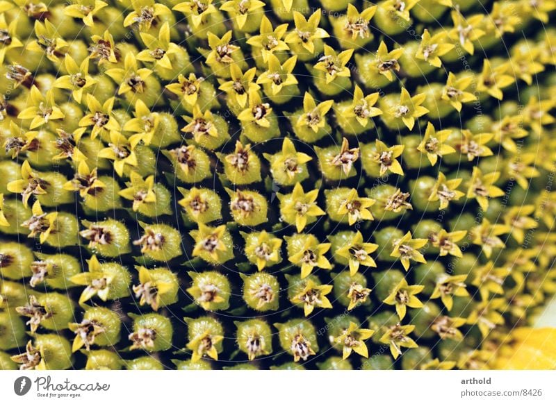 Sunflower oil in spe 2 Sunflower seed Crops Blossom Macro (Extreme close-up) Plant Blossoming