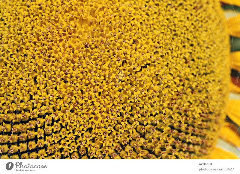 Sunflower oil in spe 1 Sunflower seed Crops Blossom Macro (Extreme close-up) Plant Blossoming