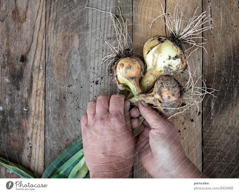 plait onion (wrong!) Vegetable Hand 45 - 60 years Adults Nature Summer Autumn Agricultural crop Garden Work and employment Hang Faded Wait Serene Healthy