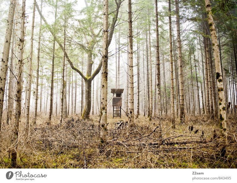 hunter's stall Environment Nature Landscape Autumn Climate Weather Fog Grass Bushes Forest Hunting Blind Far-off places Cold Sustainability Natural Yellow Green