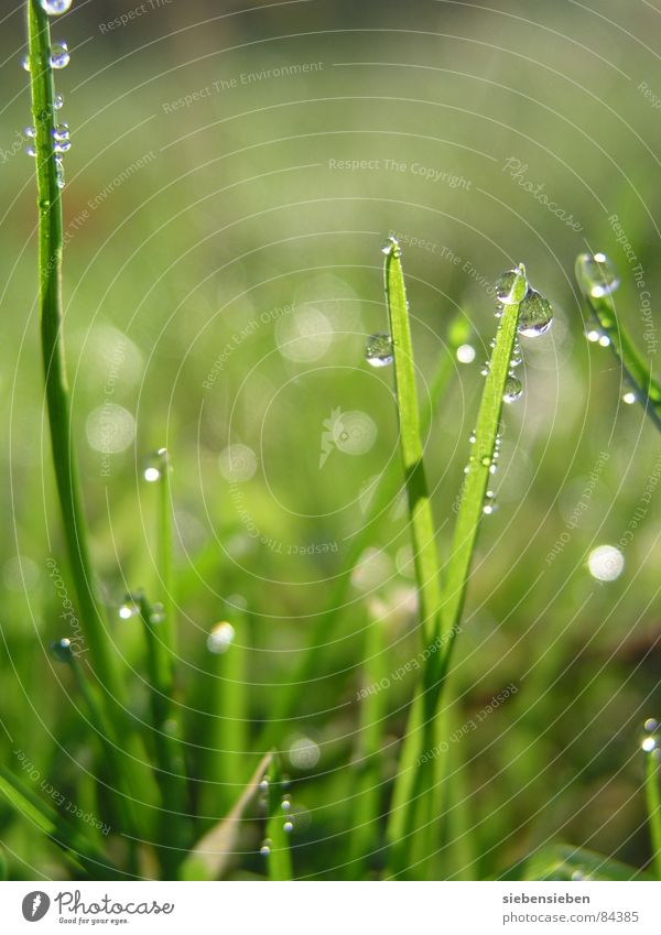 In the morning Lighting Glittering Beautiful Meadow Grass Blade of grass Green Drops of water Damp Wet Fresh Juicy Shaft of light Natural phenomenon Sunrise