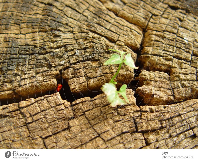 into the cranny Life Power Wood flour Bow Nature Brown Sensitive Close-up Macro (Extreme close-up) Jump grought age leaf old birth red path forest mount