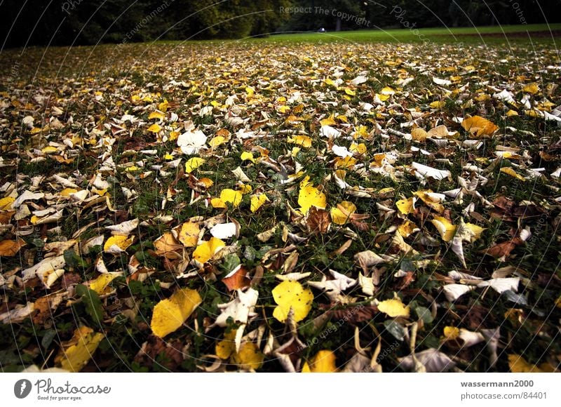 autumn mood Leaf Autumn Decline Meadow Dreary Obscure Downfall Lawn Cover Rough
