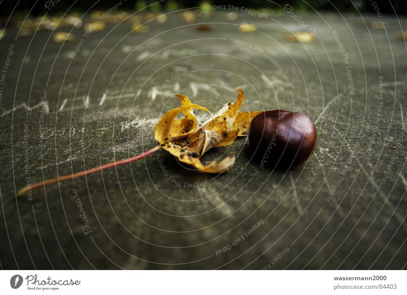 autumn mood Leaf Autumn Obscure Still Life Transform Variable Derelict vicissitude Chestnut tree Chalk Change cryptically Intersection