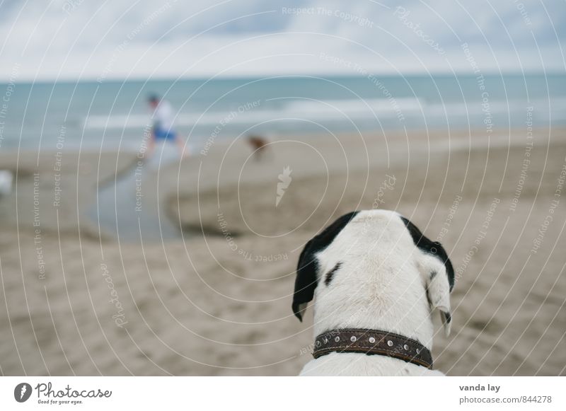 observation posts Vacation & Travel Tourism Far-off places Freedom Summer Summer vacation Sun Beach Ocean Animal Pet Dog beach dog 2 Observe Astute Neckband