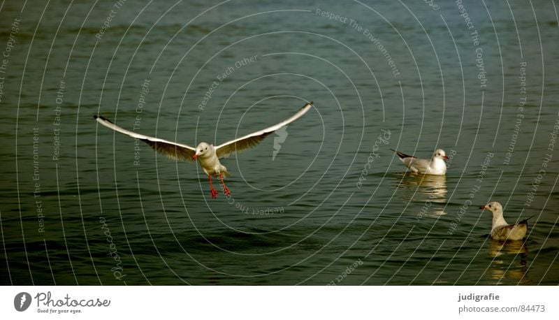 Three seagulls Lake Black-headed gull  3 Seagull Bird Feather Ocean Animal Ornithology Judder Flying Aviation Wing Water Baltic Sea Swimming & Bathing