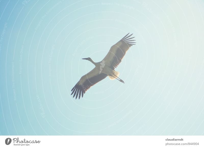 fly away Sky Cloudless sky Animal Wild animal Bird Wing Stork White Stork 1 Flying Esthetic Large Blue Freedom Span Migratory bird Majestic Far-off places