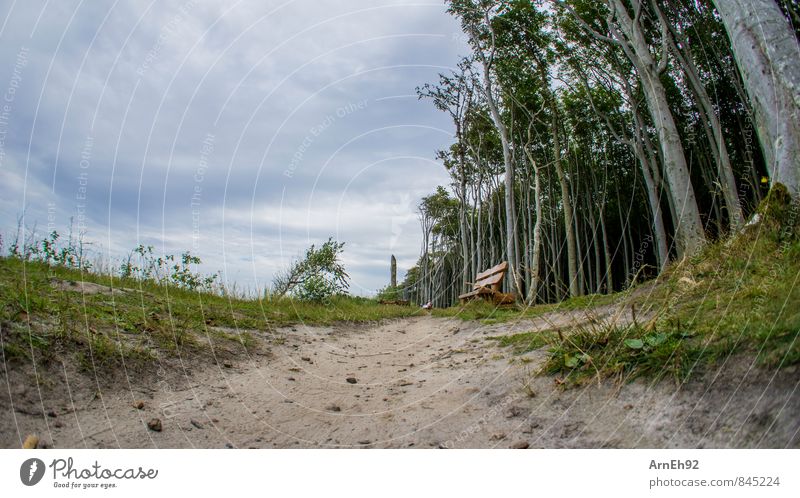 perimeter bank Landscape Sand Sky Clouds Summer Tree Forest Relaxation Colour photo Exterior shot Day Shallow depth of field Worm's-eye view Fisheye