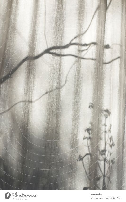 At the window Calm Nature Plant Sunlight Natural Peaceful Longing Design Contentment Nostalgia Dream Drape View from a window Shadow Autumn Branch Twig Flower