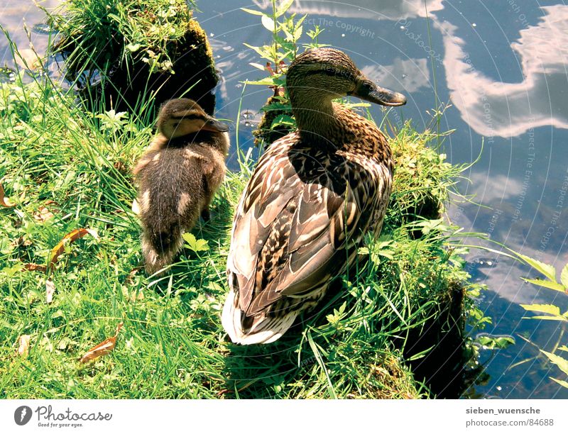 sunbath Exterior shot Summer Nature Landscape Animal Water Grass Meadow Lake River Bird Together Protection Safety (feeling of) mother's happiness Lawn Duck