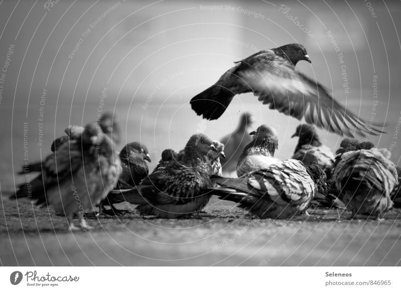 One flew over the pigeon festival Animal Wild animal Bird Pigeon Wing Group of animals Flying Wet Puddle Cleaning Black & white photo Exterior shot Light
