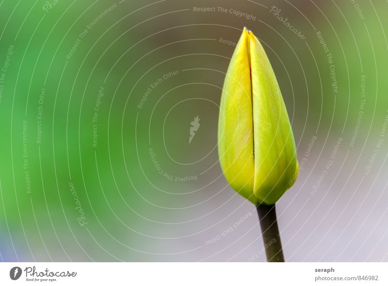 Tulip Bud Stamen stamp Flower blooming Blossom florescence Blossoming Growth Plant Botany Leaf Blossom leave Nature Beauty Photography Garden Fresh Florist