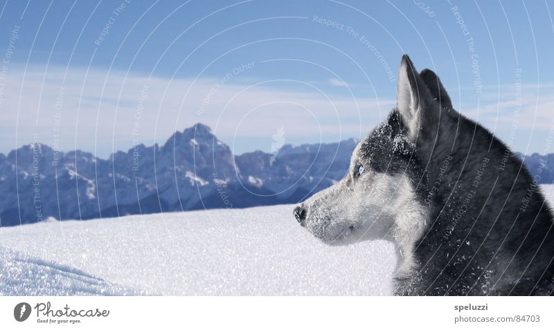 Siberian husky Blake Husky Winter Animal dog slovenia blue eyes snow.wolf mountains siberia.