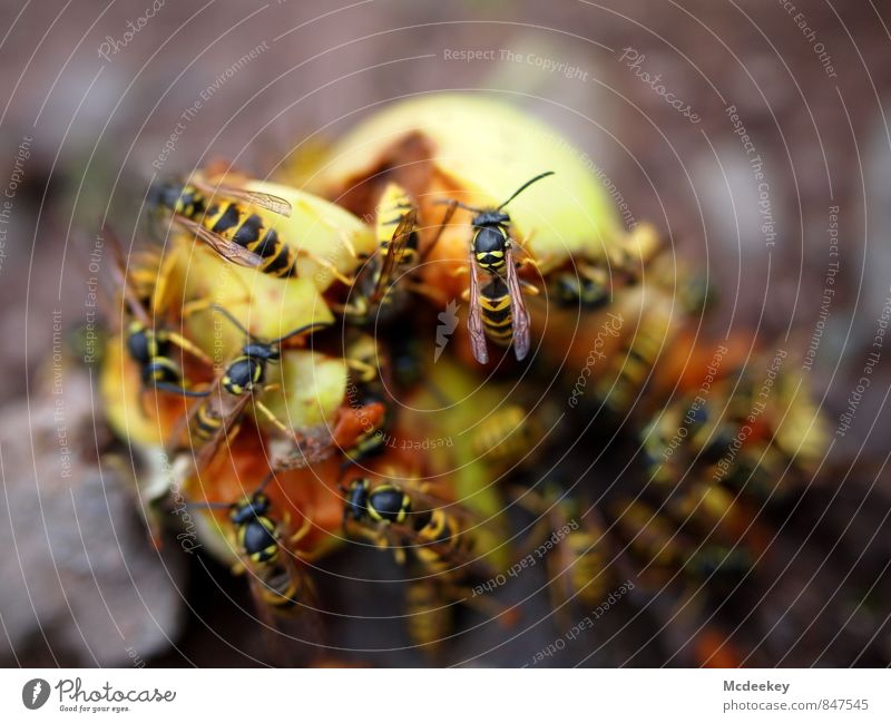 Wasp Buffet Food Fruit Apple Alcoholic drinks Nature Summer Beautiful weather Warmth Field Animal Farm animal Wild animal Dead animal Wasps Group of animals