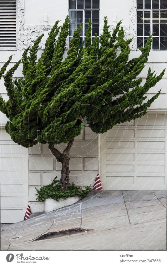 Stormy times Elements Tree San Francisco Downtown Facade Exceptional Wind Passion Colour photo Exterior shot Deserted Copy Space bottom
