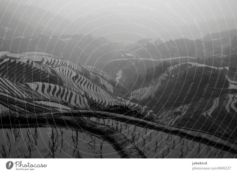rice terraces Rice Hill Growth Terraced fields China Paddy field Agricultural product Mountain Black & white photo Exterior shot Deserted Copy Space top Day