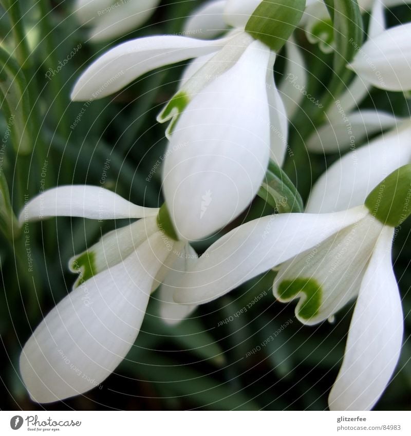 little bell Smooth Snowdrop Spring Green Calm Plant Fairy White Winter flower