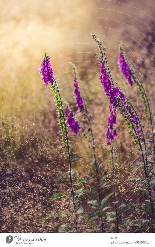 nicely poisonous Nature Plant Summer Beautiful weather Flower Grass Foxglove Meadow Field Forest Gold Pink Poisonous plant Medicinal plant Colour photo