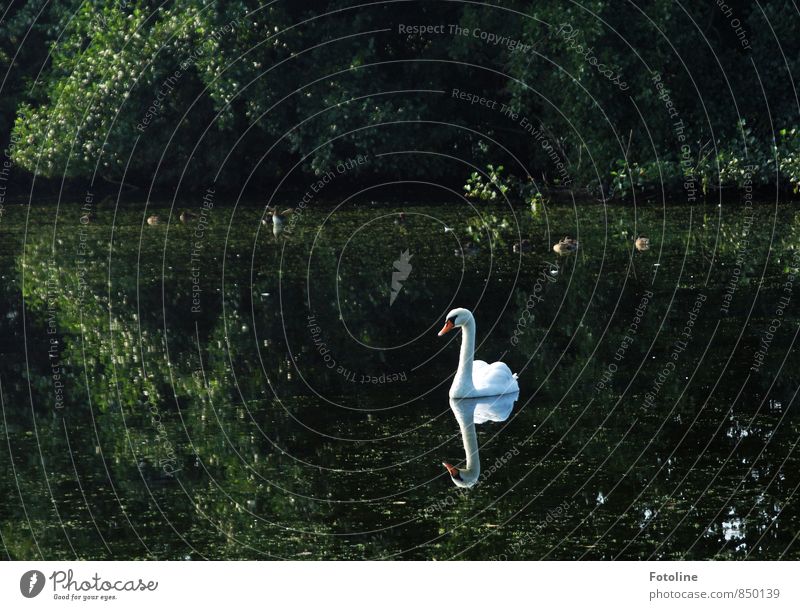 My dear swan! Environment Nature Plant Animal Elements Water Summer Bushes Lakeside Pond Wild animal Bird Swan 1 Esthetic Bright Wet Natural Green White