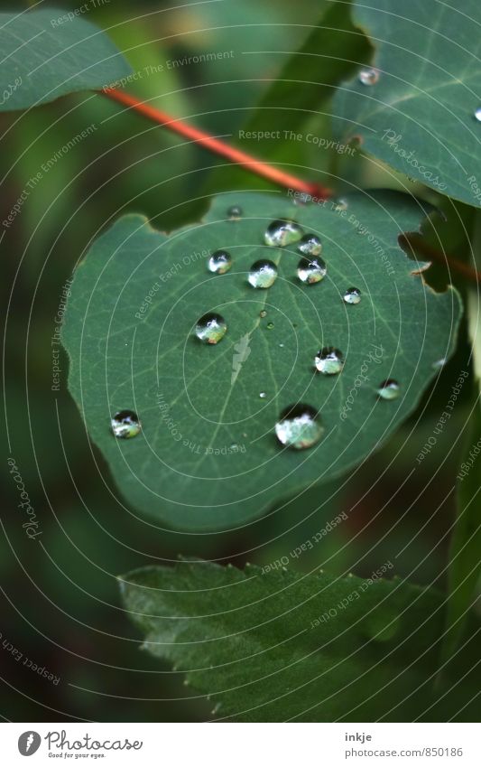 droplet Nature Drops of water Spring Summer Beautiful weather Rain Leaf Guelder rose Garden Park Lie Fluid Fresh Small Near Wet Natural Round Green Colour photo
