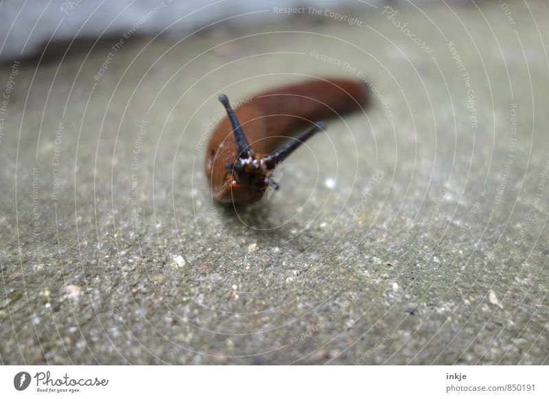 Curve position (centrifugal force in slow motion) Animal Wild animal Snail Animal face Slug 1 Looking Brown Gray Crawl Slowly Stretching Tilt Slimy Naked Wet