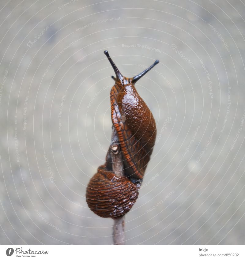 Helix to the summit Animal Wild animal Snail Slug 1 Movement Hang Disgust Naked Wet Natural Above Brown Gray Effort Slimy helix Rotated Spiral Whorl