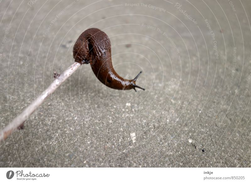 Yoga in slow motion Animal Wild animal Snail Slug 1 Observe Movement Hang Crouch Disgust Long Naked Brown Gray Nature Curiosity Emphasis Flexible Stretching