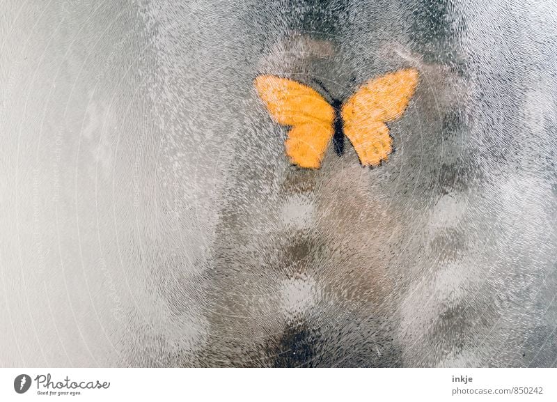 a butterfly doesn't make a summer yet Lifestyle Deserted Butterfly 1 Animal Window pane Pane Frosted glass Label Glass Hang Yellow Decoration Stuck on