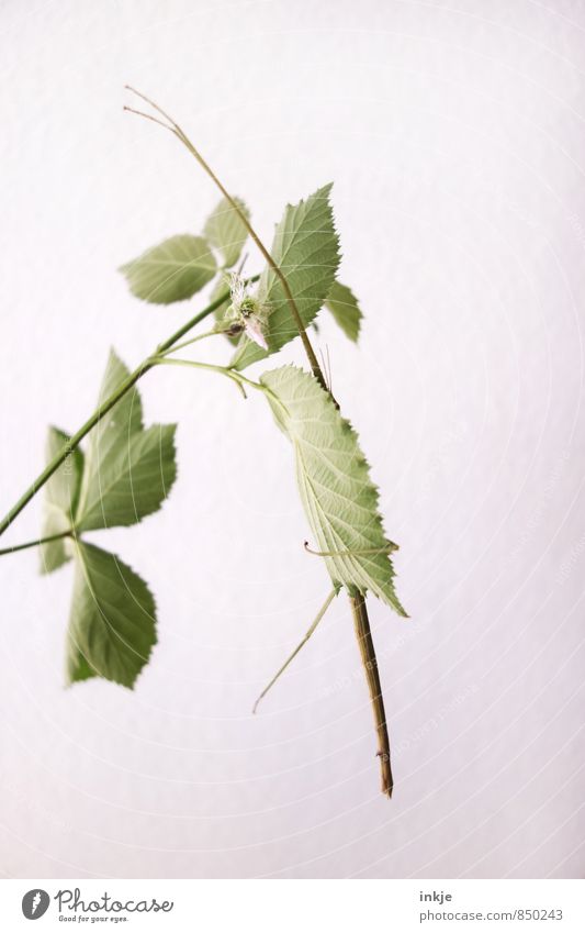 Camouflage is everything. Plant Animal Leaf Blackberry leaf Pet Wild animal Insect stick insect Locust 1 Hang Exceptional Thin Long Green White Innovative
