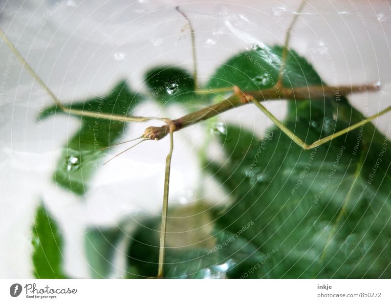 Air upwards Plant Leaf Animal Pet Wild animal Insect Locust stick insect Terrarium 1 Hang Crouch Thin Exotic Long Near Green Keeping of animals Airhole