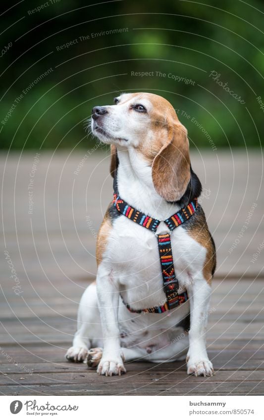 Proud Beagle Lady Animal Pet Dog 1 Looking Sit Brown Green White chest harness Watchdog Purebred dog female best friend lateral view four-legged friends