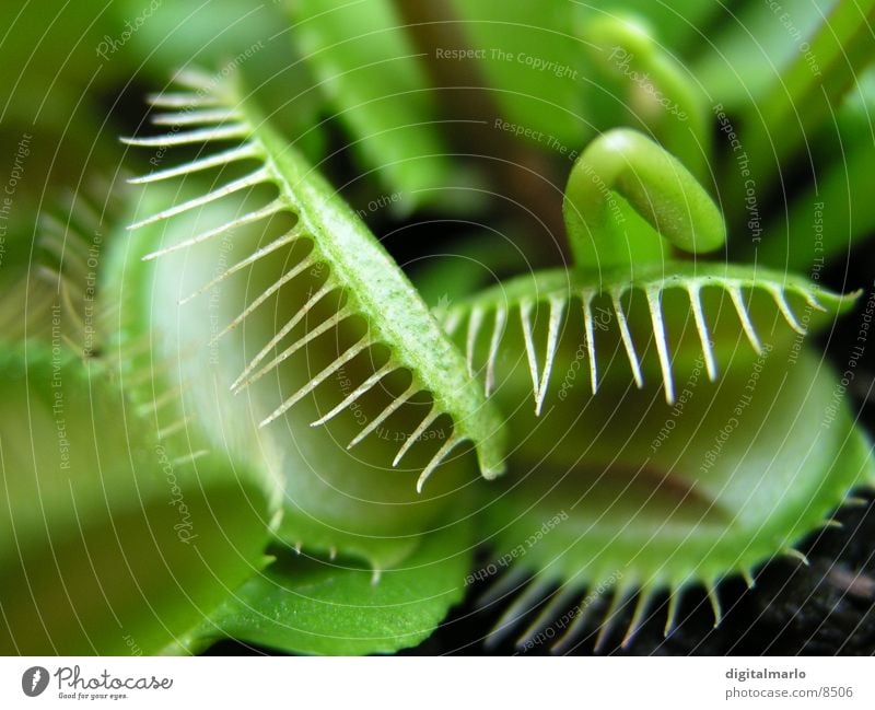 Venus trap Green Plant Ambush carnivorous horror shop