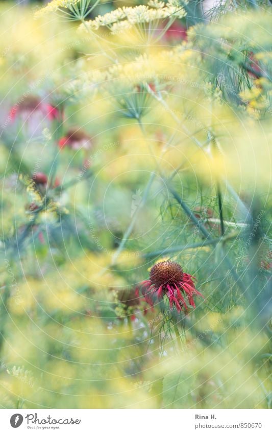 Monarda Summer Beautiful weather Plant Flower Garden Blossoming Yellow Red Indian nettle Fennel Country life Colour photo Deserted Blur Shallow depth of field