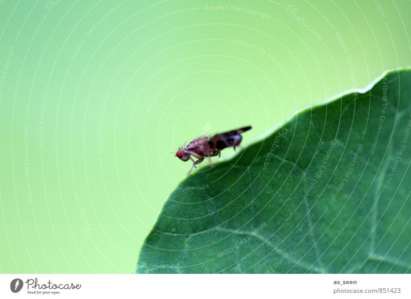 balancing act Garden Environment Nature Plant Animal Leaf Fly 1 Touch Crouch Crawl Esthetic Bright Green Spring fever Bizarre Design Calm fly legs Rachis Wing