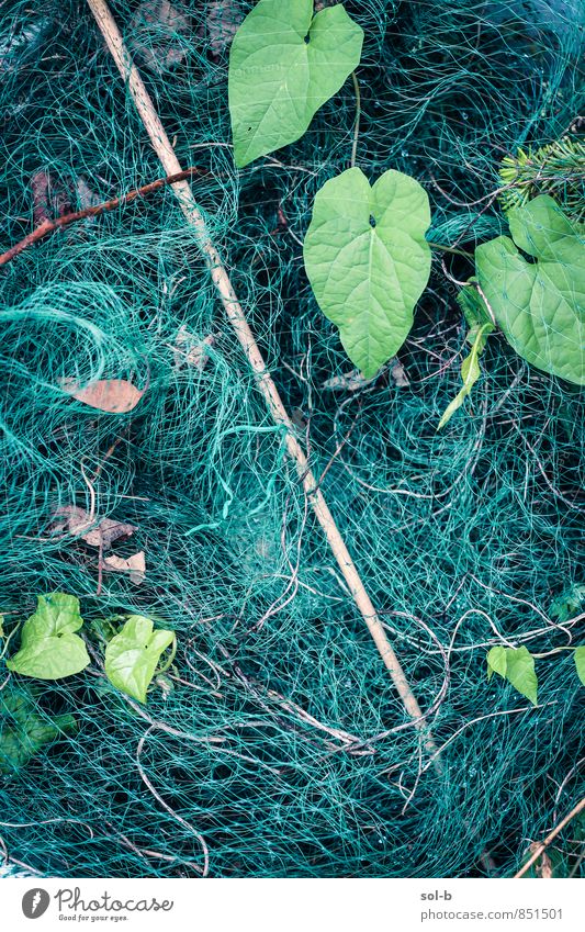 net Nature Leaf Garden Green Turquoise Gardening Net Stick Overgrown Colour photo Exterior shot Close-up Copy Space left Copy Space bottom Copy Space middle
