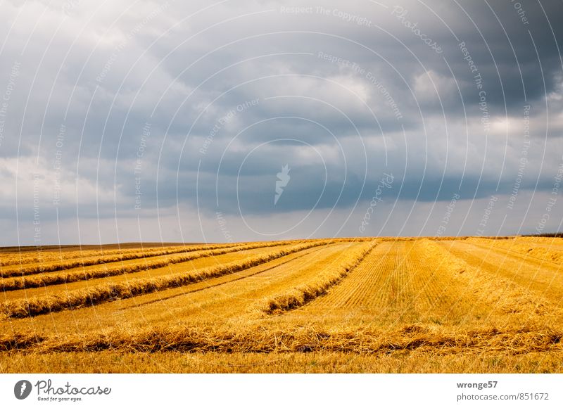 Winding weather Landscape Sky Clouds Storm clouds Horizon Summer Weather Bad weather Thunder and lightning Agricultural crop Grain Grain field Field Threat Dark