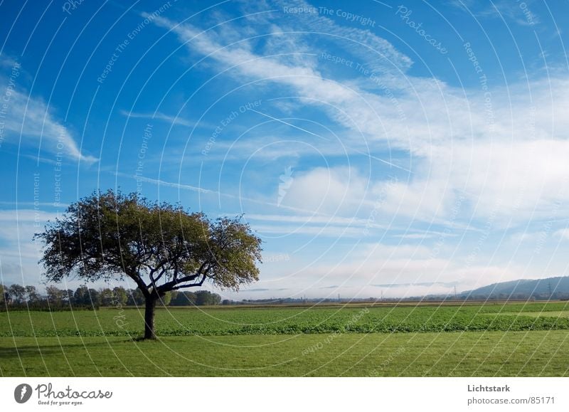 morning dew Sky Tree structure Field Agriculture Calm Fog Comfortable Tree trunk Canopy (sky) green Blue Rope