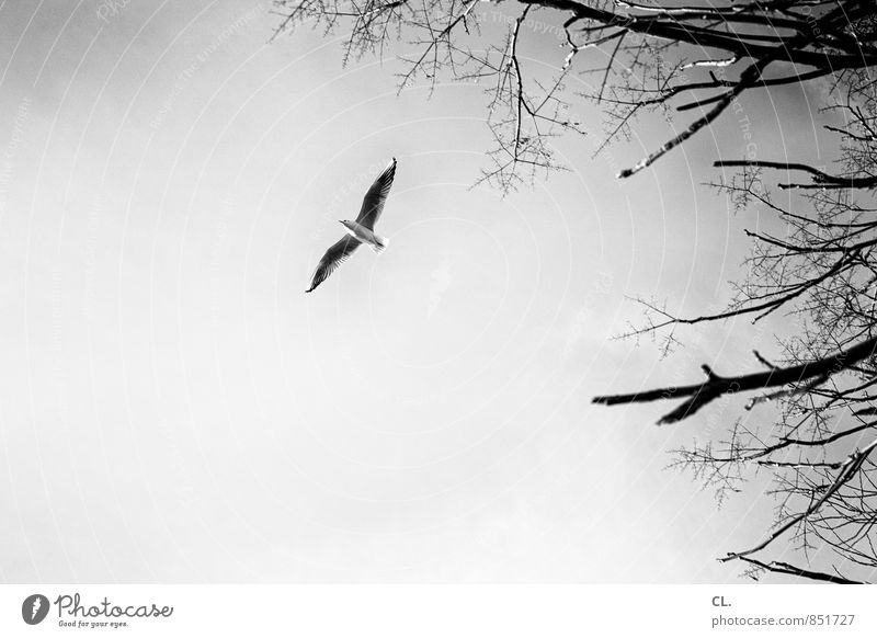 take a plane Environment Nature Landscape Sky Climate Tree Animal Bird Wing 1 Flying Free Infinity Freedom Target Future Branch Black & white photo
